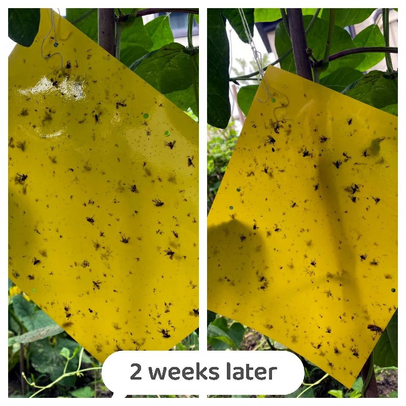 sticky trap results 2 sticky trap results 2