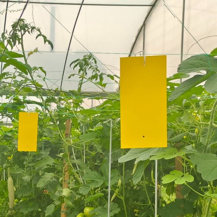 Yellow Sticky Traps For Flying Plant Insect price
