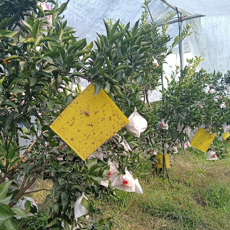 Yellow Sticky Traps For Flying Plant Insect best