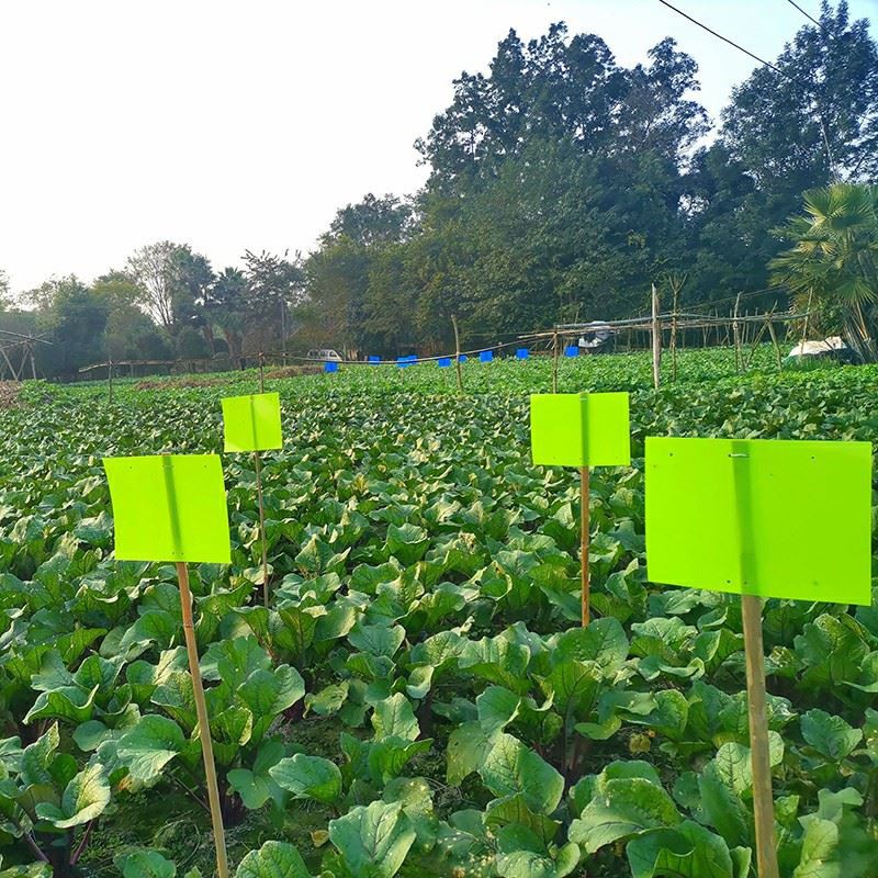 Yellow Sticky Traps For Flying Plant Insect high quality
