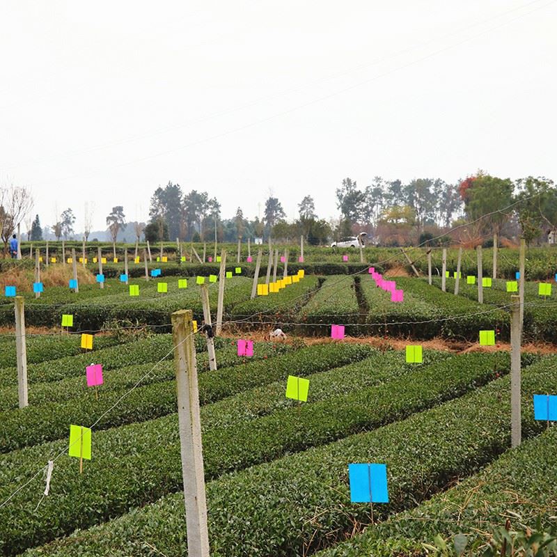 Yellow Sticky Traps For Flying Plant Insect factory